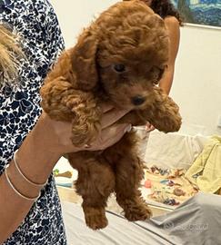 Dolcissima Barboncina