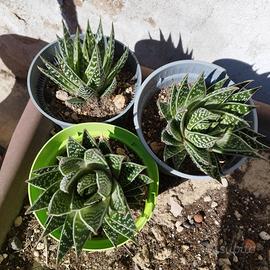 Aloe Tiki Thai