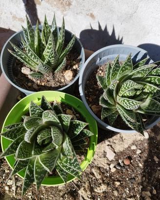 Aloe Tiki Thai