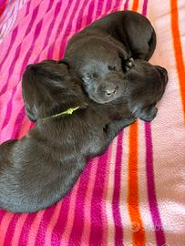 Cuccioli di labrador neri