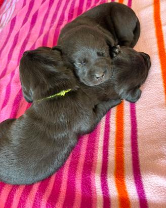 Cuccioli di labrador neri