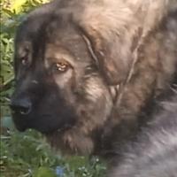 Cuccioli pastore del caucaso