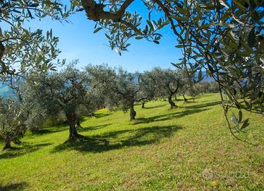 Uliveto a Piano dell'Acqua (Chiaramonte Gulfi)