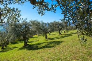 Uliveto a Piano dell'Acqua (Chiaramonte Gulfi)