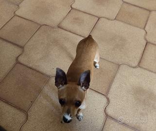 Cuccioli di Chihuahua