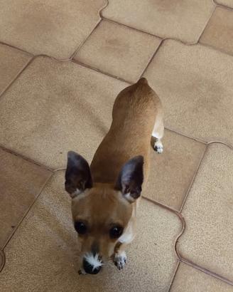 Cuccioli di Chihuahua