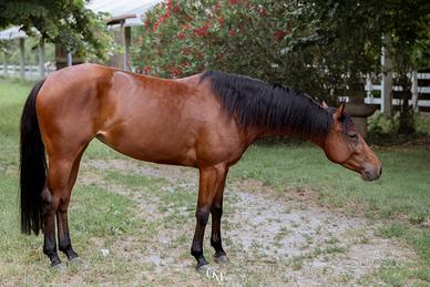 Quarter Horse