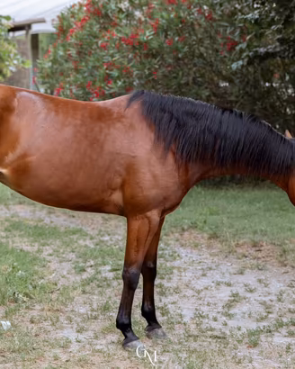 Quarter Horse