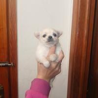 Cuccioli di chihuahua micro