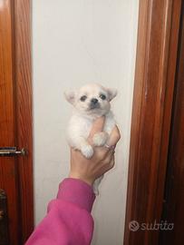 Cuccioli di chihuahua micro