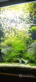 piante e pesci acquario crescita veloce 