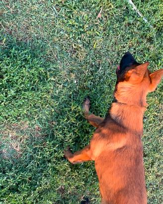 Cuccioli pastore belga malinois