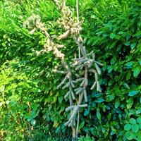 Pianta grassa gigante. Cylindropuntia spinosior
