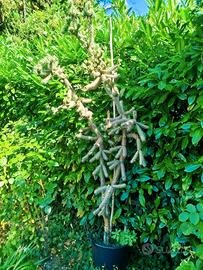 Pianta grassa gigante. Cylindropuntia spinosior
