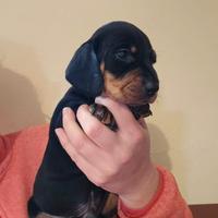 Cuccioli bassotto tedesco