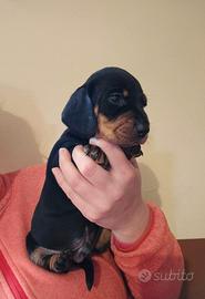 Cuccioli bassotto tedesco