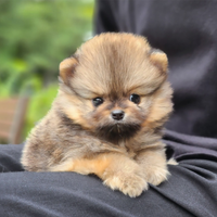 Cucciolo di spitz