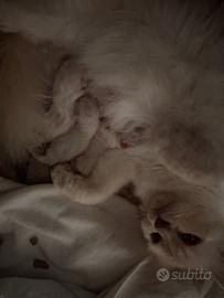 Cuccioli Sacro di Birmania