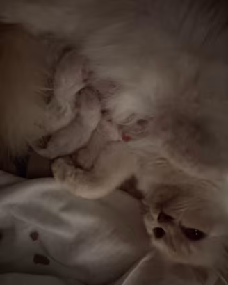 Cuccioli Sacro di Birmania