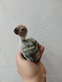 Pulli conuri jandaya