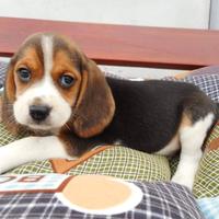 Cuccioli di Beagle