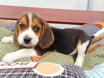 Cuccioli di Beagle con pedigree