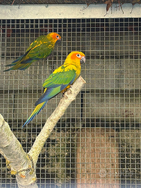 Coppia Conuri del sole