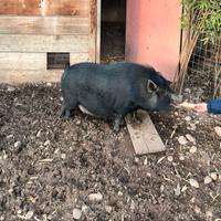 Maialino thailandese