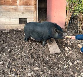 Maialino thailandese