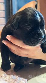 Cuccioli boxer
