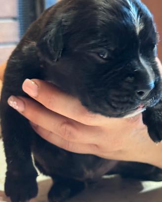 Cuccioli boxer