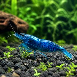 Caridina denticulata "Blue Cherry" (Neocaridina)