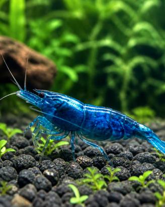 Caridina denticulata "Blue Cherry" (Neocaridina)