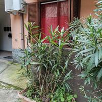 pianta oleandro con vaso 