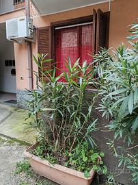 pianta oleandro con vaso 