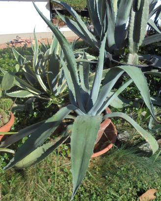 Agave americana