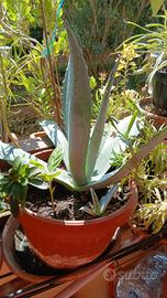 pianta agave