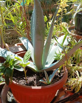 pianta agave