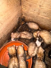 Furetti