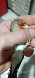 Cardellino x canarina