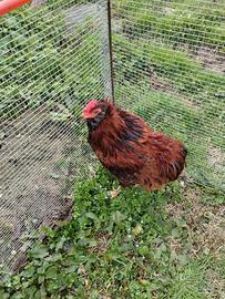 Gallo araucana