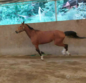 Cavallo tedesca salto ostacoli