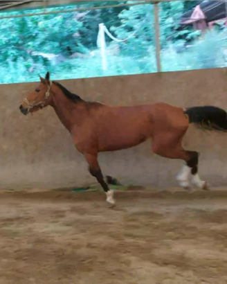 Cavallo tedesca salto ostacoli