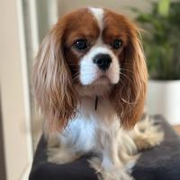 Cavalier King disponibile per monta