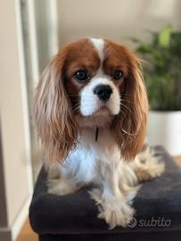 Cavalier King disponibile per monta