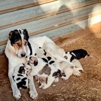 Alabai cuccioli disponobili