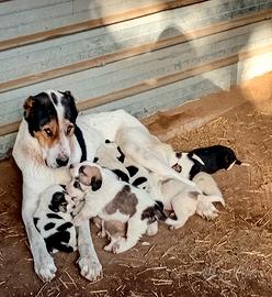 Alabai cuccioli disponobili