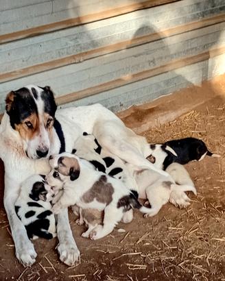 Alabai cuccioli disponobili