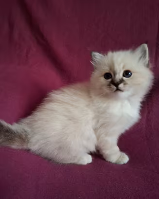 Cuccioli Sacro di Birmania con pedigree