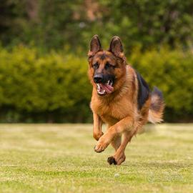 Pastore Tedesco 24 mesi